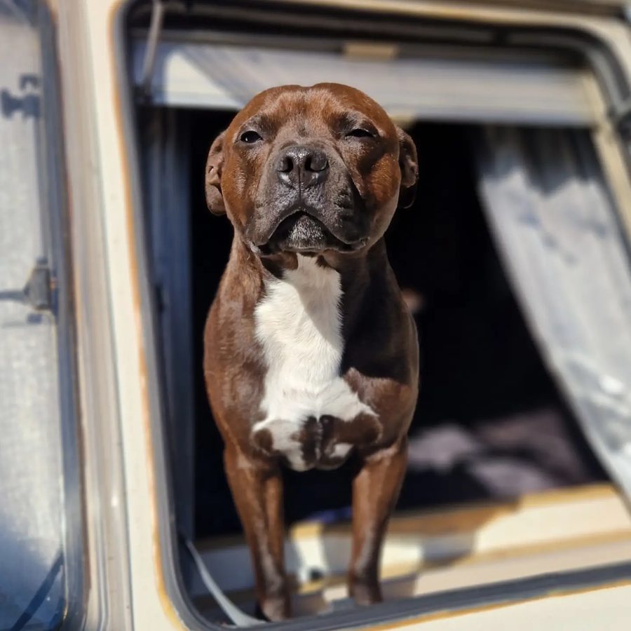 Boss, Kevin's Staffordshire Bull Terrier, looking out from the van